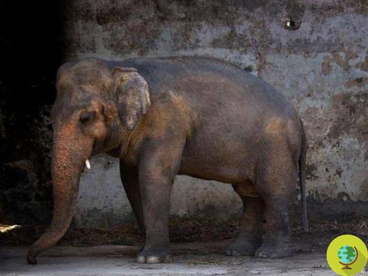 Kaavan has a new friend! The loneliest elephant in the world sees a fellow elephant for the first time in 35 years