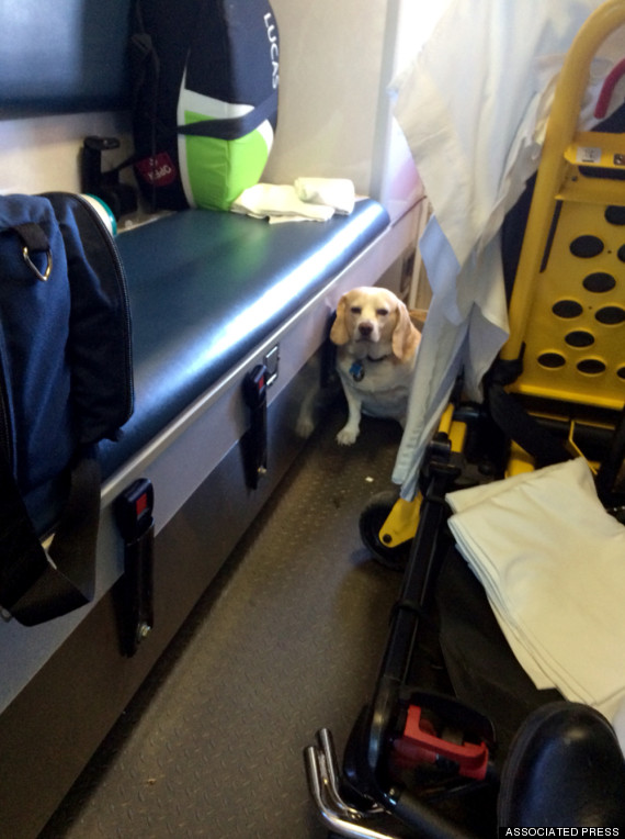 Buddy, el perro 'aferrado' por millas a la ambulancia que transportaba al dueño