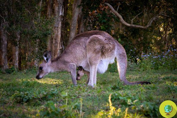 Kangaroos and wallabies are exhibiting reproductive anomalies from a common herbicide
