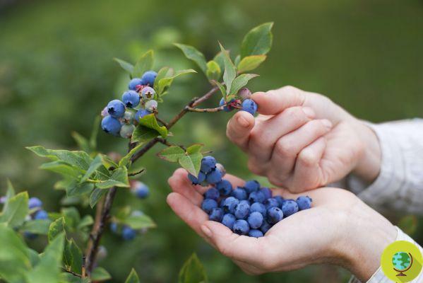 Copenhagen is planting fruit trees and bushes across the city to pick apples, blackberries and blueberries for free