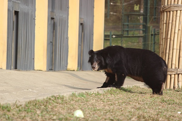 L'ours lunaire marche sur l'herbe pour la première fois après 14 ans en cage