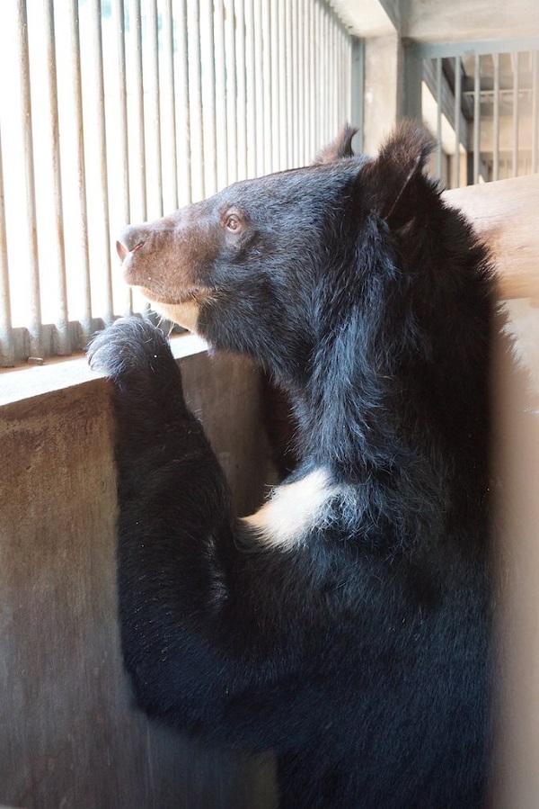 Moon bear walks on grass for the first time after 14 years in a cage