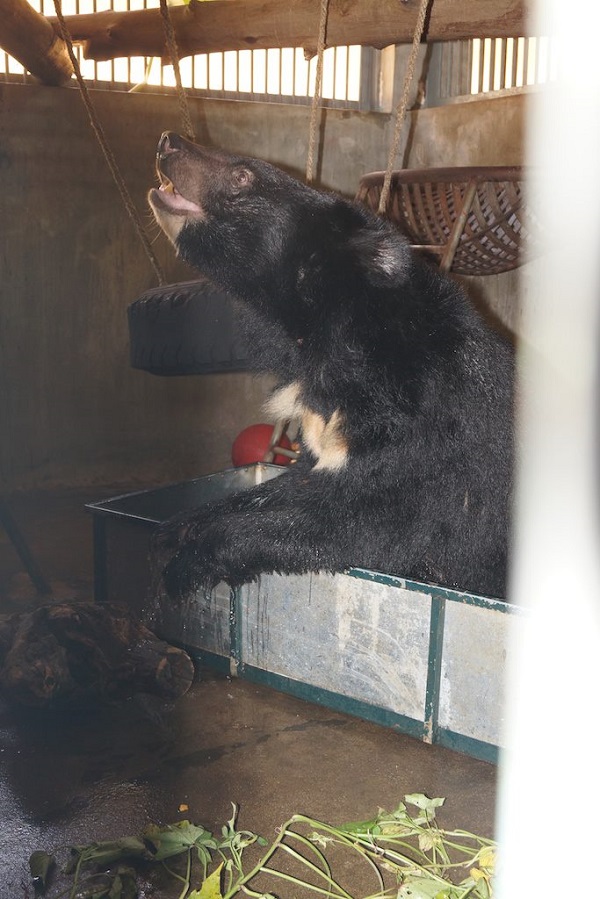 Moon bear walks on grass for the first time after 14 years in a cage