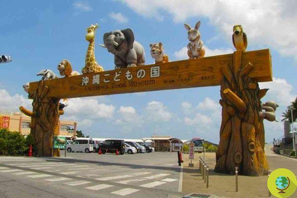 A emocionante fuga de 14 macacos de um zoológico no Japão