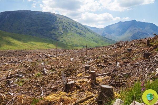 As colinas são desmatadas para dar lugar a vinhedos de Prosecco em área da Unesco, denunciaram três empresas