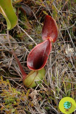 Nepenthes lowii : exemple de bon recyclage dans la nature !