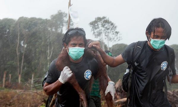 L'envers de l'huile de palme : le drame des orangs-outans n'est pas fini (PHOTO)