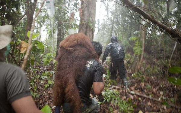 O outro lado do dendê: o drama do orangotango não acabou (FOTO)