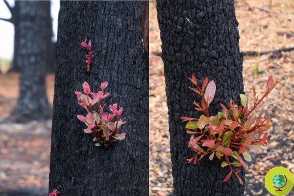 The images of the force of nature that is reborn. Sprouts and new plants in fire-ravaged areas