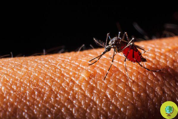 Tiger mosquito: can transmit a virus that causes fever and severe pain