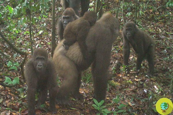 Os gorilas mais raros e ameaçados do mundo avistados com seus filhotes