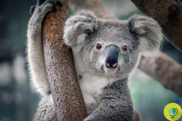 After the terrible fires, koalas face extinction due to a disease that makes them sterile