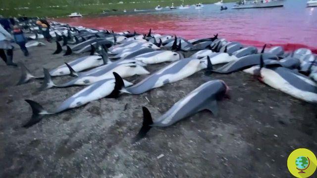 Massacre de dauphins en Nouvelle-Zélande : 39 globicéphales échoués morts (VIDEO)