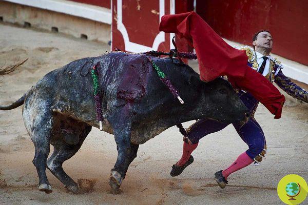 O touro tem a vantagem. O matador Rafaelillo chifrado em Pamplona