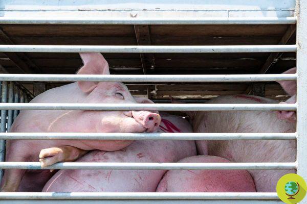 Tournant historique : stop aux élevages en cage à partir de 2027 ! Le Parlement européen a dit oui