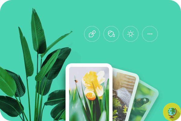 Picture This: la app que te ayuda a reconocer plantas y cuidarlas sin equivocarte