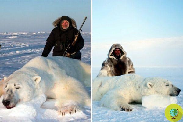 Polar bear hunting trip to Canada: the new pastime for rich Chinese people