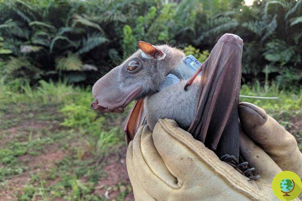 It is not a dog, but one of the cutest flying bats in the world: it has a (hammer) head that resembles a puppy