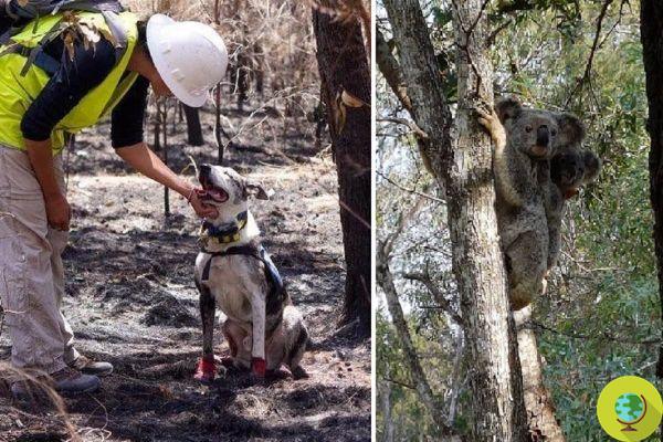 O cão que e sua equipe desafiam o fogo para salvar coalas de incêndios na Austrália