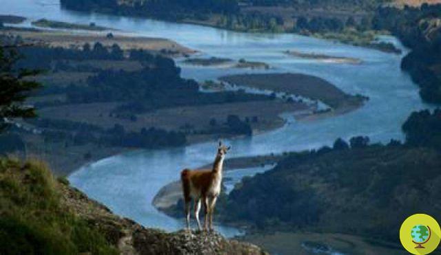 Donate 400 hectares of land to Chile to create 5 protected parks