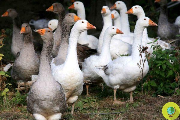 Gripe aviar: miles de gansos y patos morirán en Francia e India