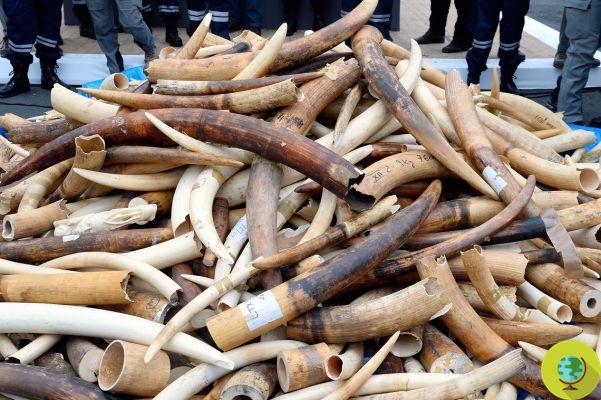 Comércio ilegal de marfim é galopante na China: será discutido esta semana na conferência CITES