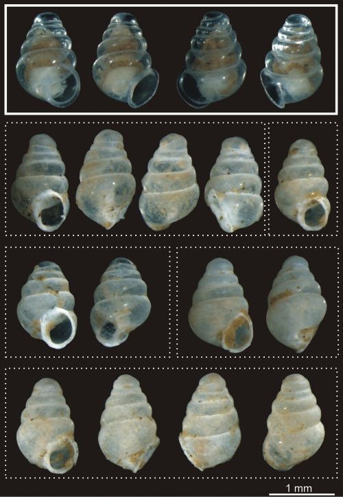 Croatia: transparent snail discovered 1 km deep
