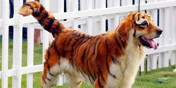 Na China, a moda maluca de pintar cachorros: o caso dos filhotes de tigre (FOTO)