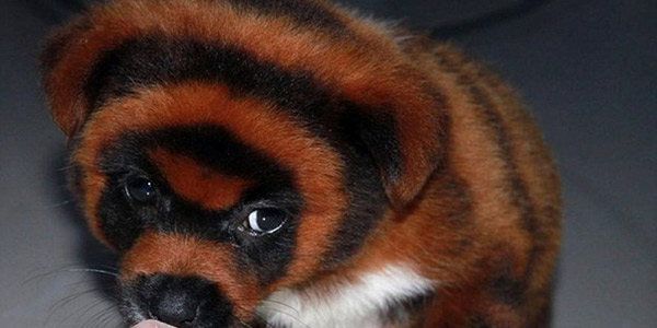 En Chine, la mode folle de peindre des chiens : le cas des bébés tigres (PHOTO)