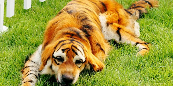 En China, la loca moda de pintar perros: el caso de los cachorros de tigre (FOTO)