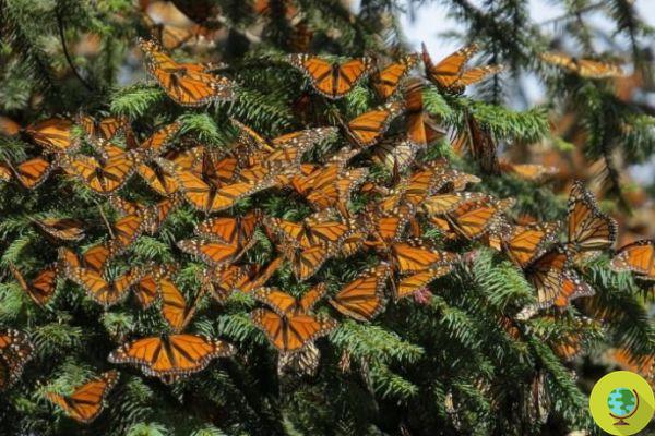 El Santuario de Mariposas en Texas podría desaparecer por el muro de Trump