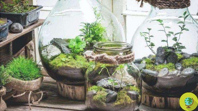 Comment (et pourquoi) faire un terrarium végétal