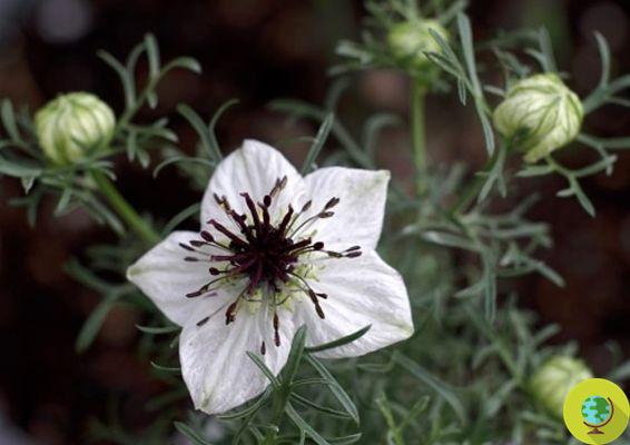 Hypothyroidism: the beneficial effects of black cumin on Hashimoto's thyroid