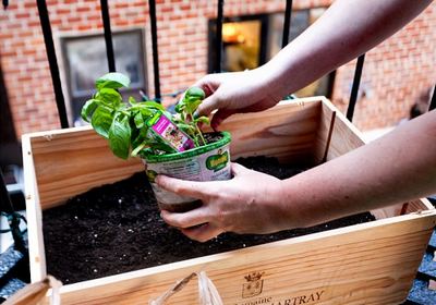 Ervas aromáticas: 10 ideias criativamente recicladas para cultivá-las em vasos