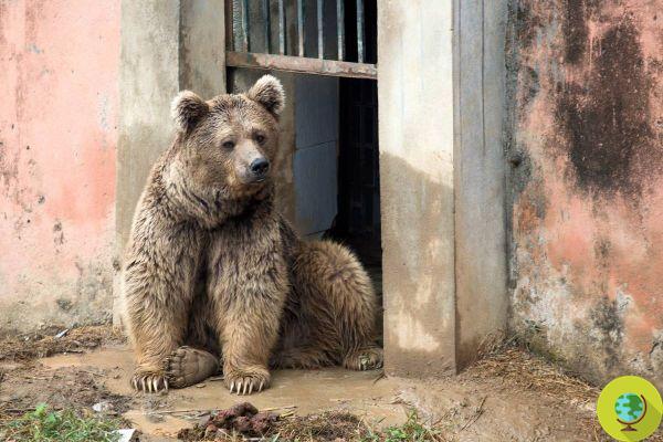 25 personas compraron un zoológico en Francia para salvar animales en cautiverio