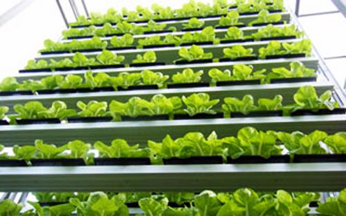 Vertical Farm: the world's first vertical farm opens in Singapore