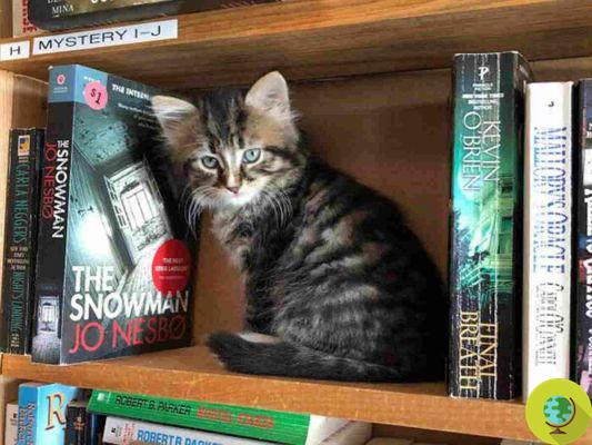 This library is full of adorable abandoned kittens. And customers can adopt them