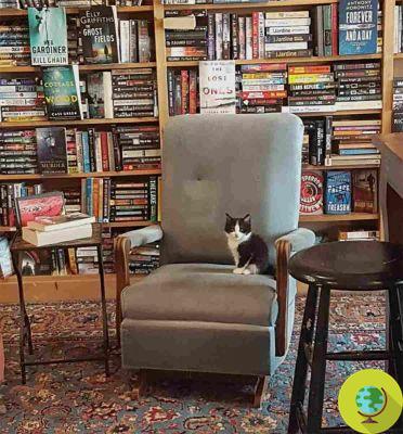 This library is full of adorable abandoned kittens. And customers can adopt them