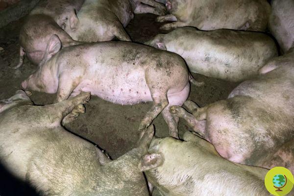 Ces cochons morts brûlés dans une ferme au Royaume-Uni dont personne ne se soucie