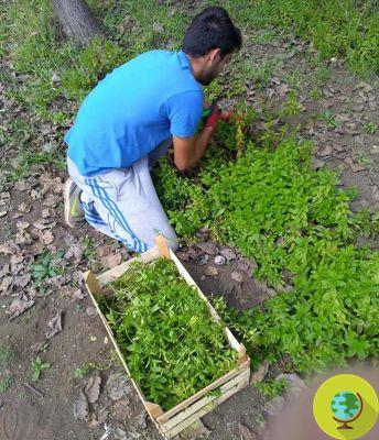 He graduates and asks for a piece of land as a gift: 'spices and aromatic plants are my future'