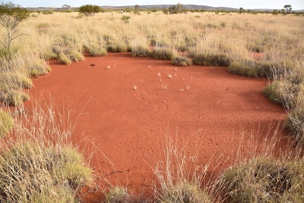 De mystérieux cercles de fées apparaissent également en Australie (PHOTO)