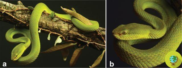 Salazar Slytherin, scientists discover a new species of viper and take inspiration from Harry Potter to name it