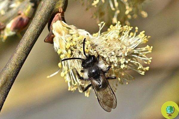 No solo abejas: ¿cuántas especies de polinizadores necesita un césped?