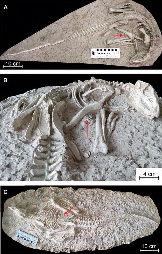 New species of burrowing dinosaur discovered from two fossils from 130 million years ago