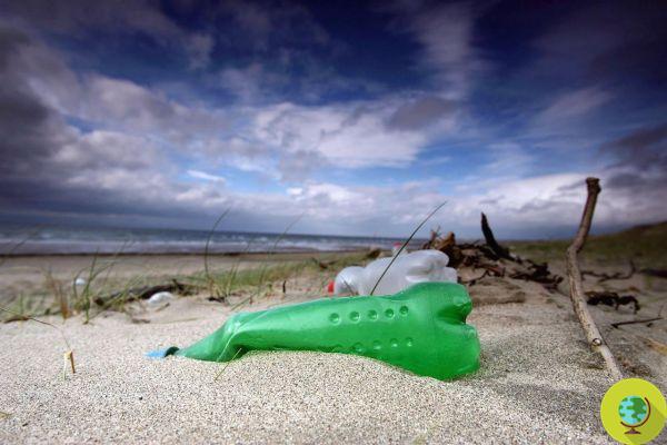 Uma bactéria comedora de plástico salvará o mar da poluição?