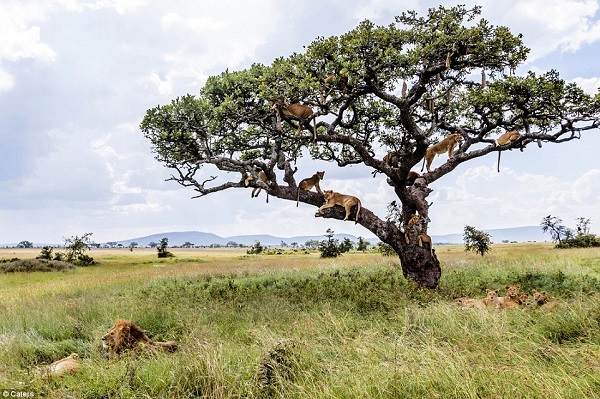 What are 15 lions climbing a tree in the savannah doing?