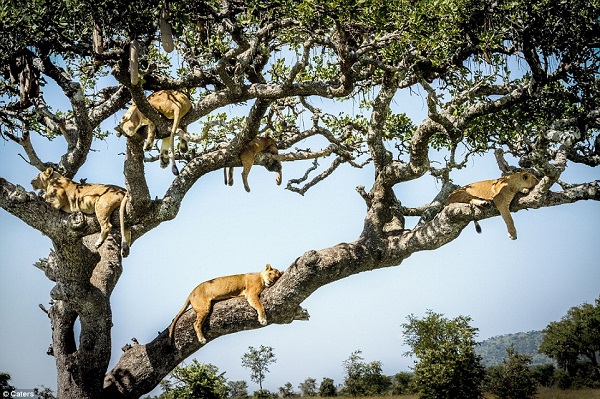 O que 15 leões escalando uma árvore na savana estão fazendo?