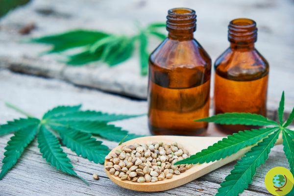 CBD and sport: positive effects of cannabidiol on sports performance