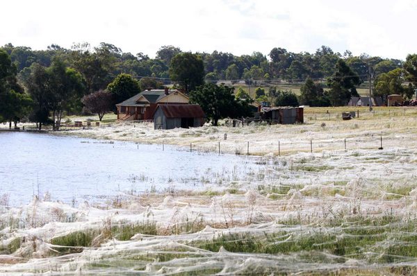 Llueve arañas y la ciudad australiana está cubierta de telarañas (Fotos y Videos)