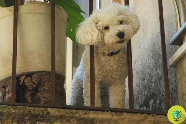 Cães fechados por muito tempo na varanda: as multas para os donos chegam a Verona